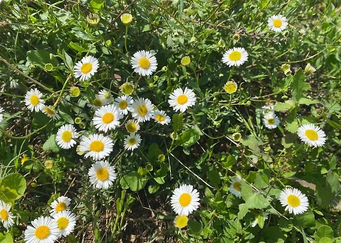 La Pampa アパート ニーム